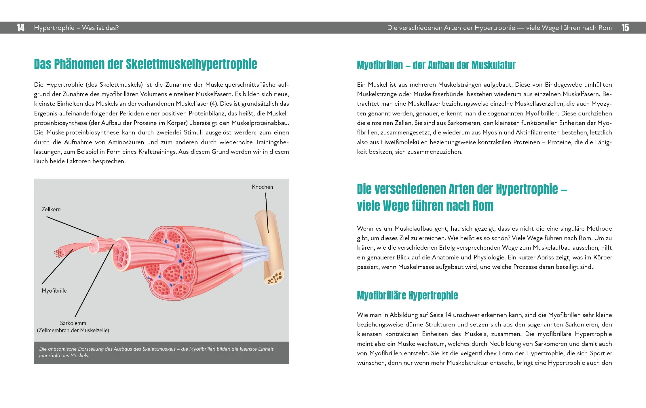 Innenansicht von 'Hypertrophietraining' - Taschenbuch