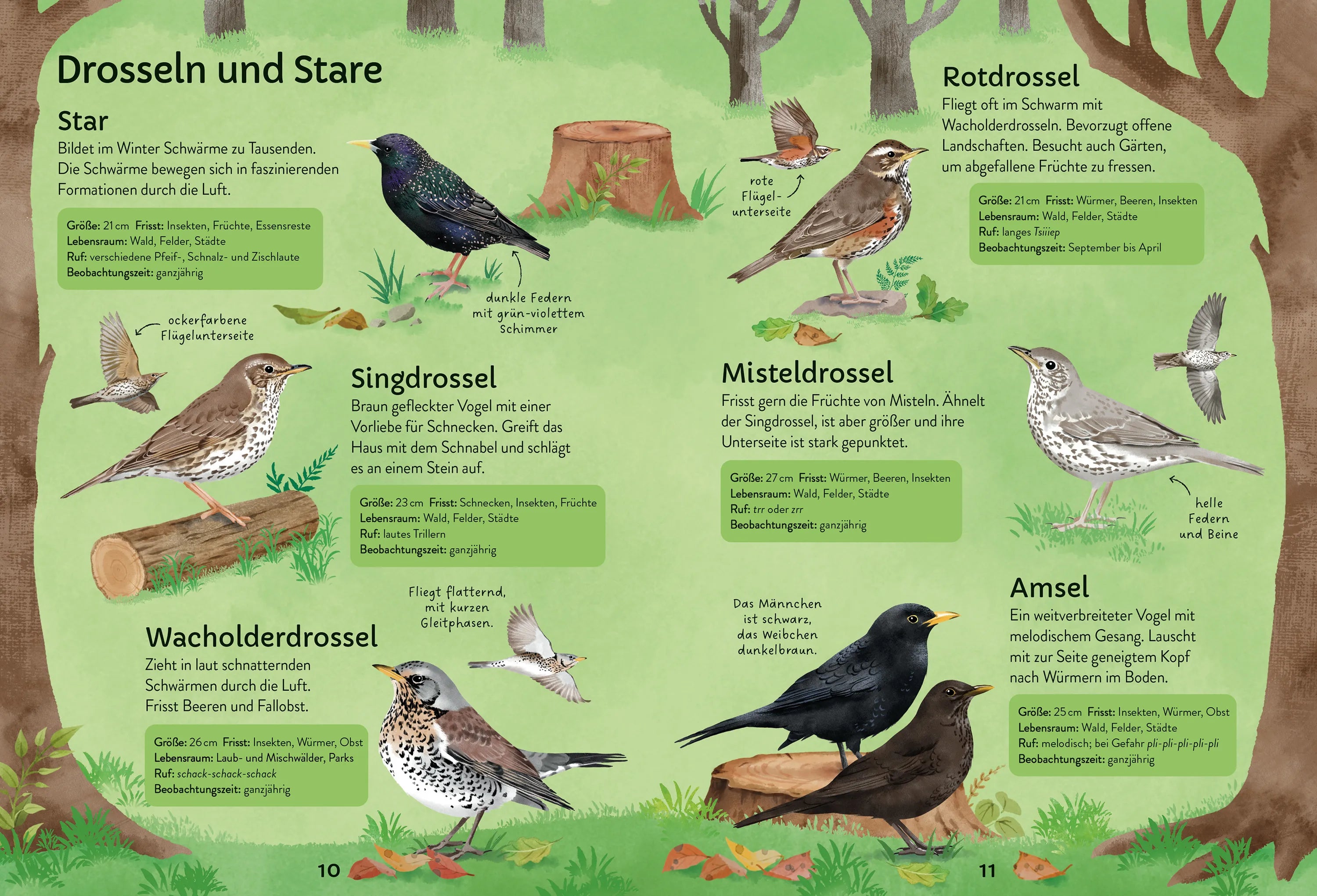Simon Tudhope - Ich erkunde die Natur: Unsere Vögel