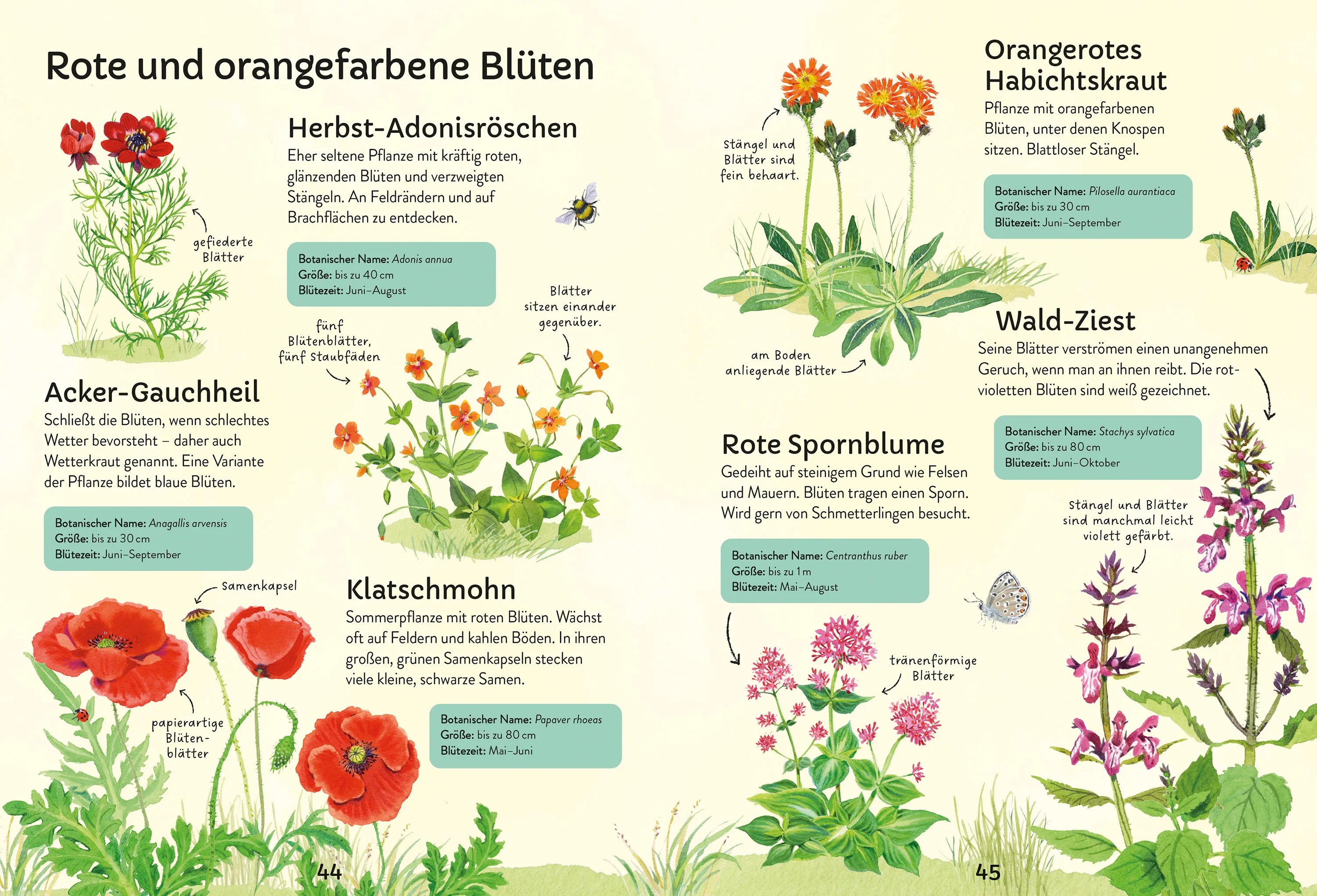 Sarah Russell - Ich erkunde die Natur: Unsere Wildblumen