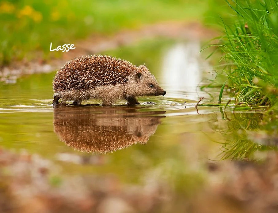 Igel 2027 Eintragkalender – Ansicht