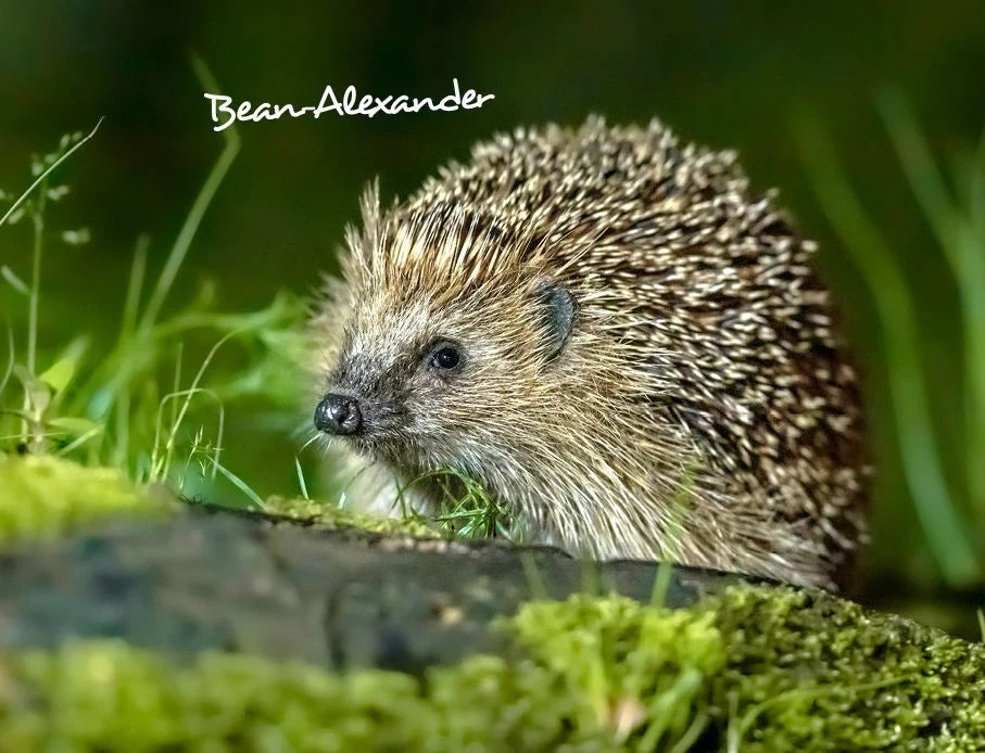 Igel 2027 Eintragkalender – Ansicht