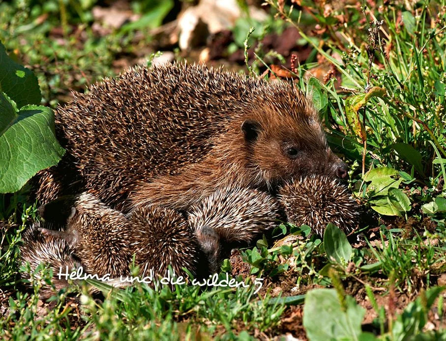 Igel 2027 Eintragkalender – Ansicht