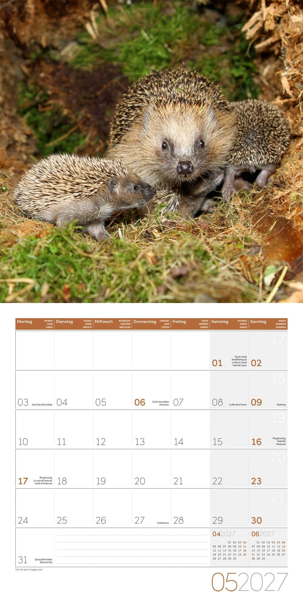 Igel Kalender 2027 - 30x30 - Art12 – Ansicht