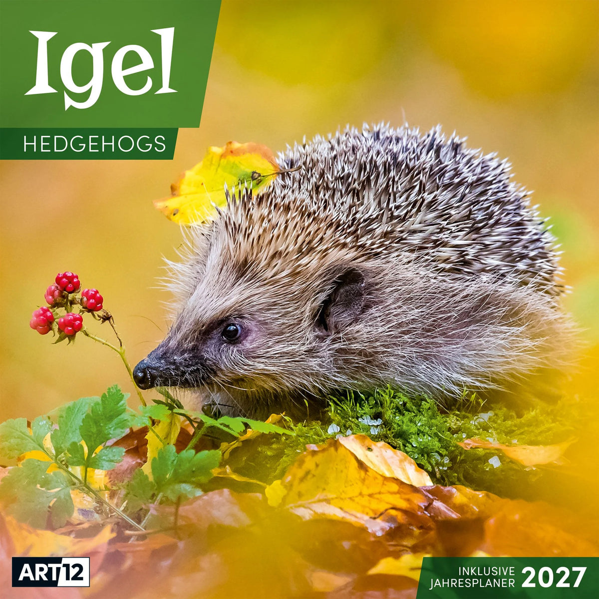 Wandkalender: Igel Kalender 2027 - 30x30 - Art12