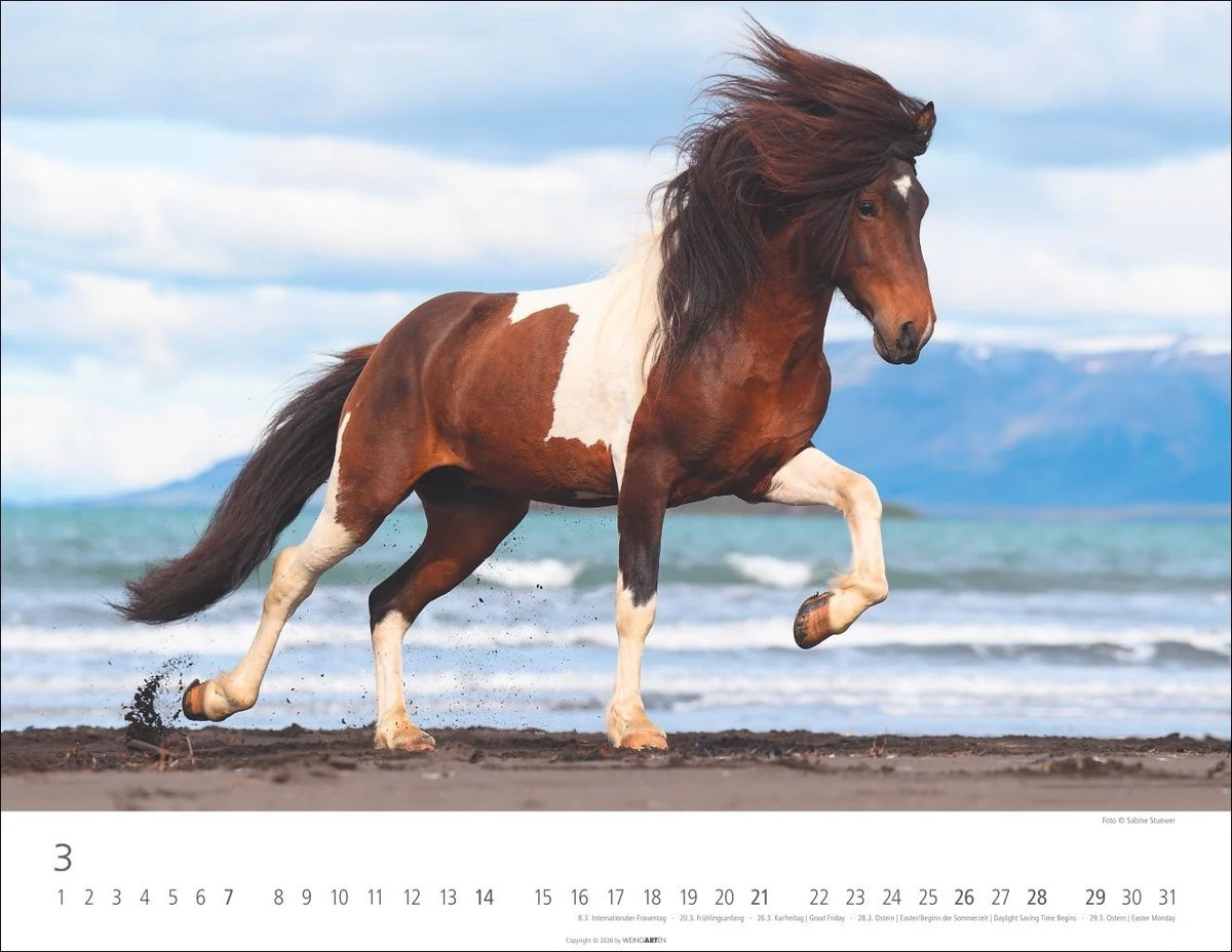 Islandpferde Kalender 2027 – Ansicht