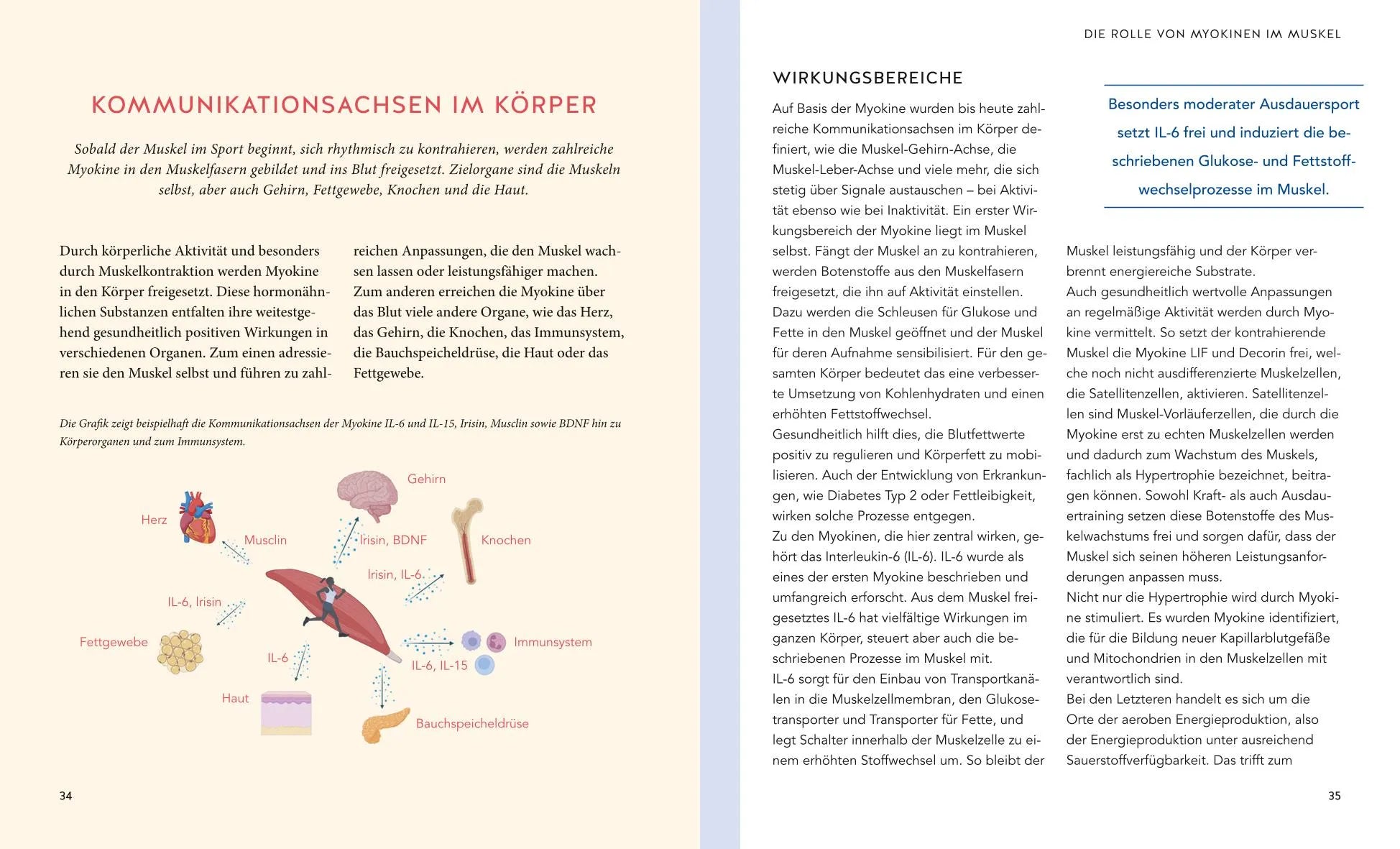 Produktansicht: Jungbrunnen Muskulatur (Taschenbuch)