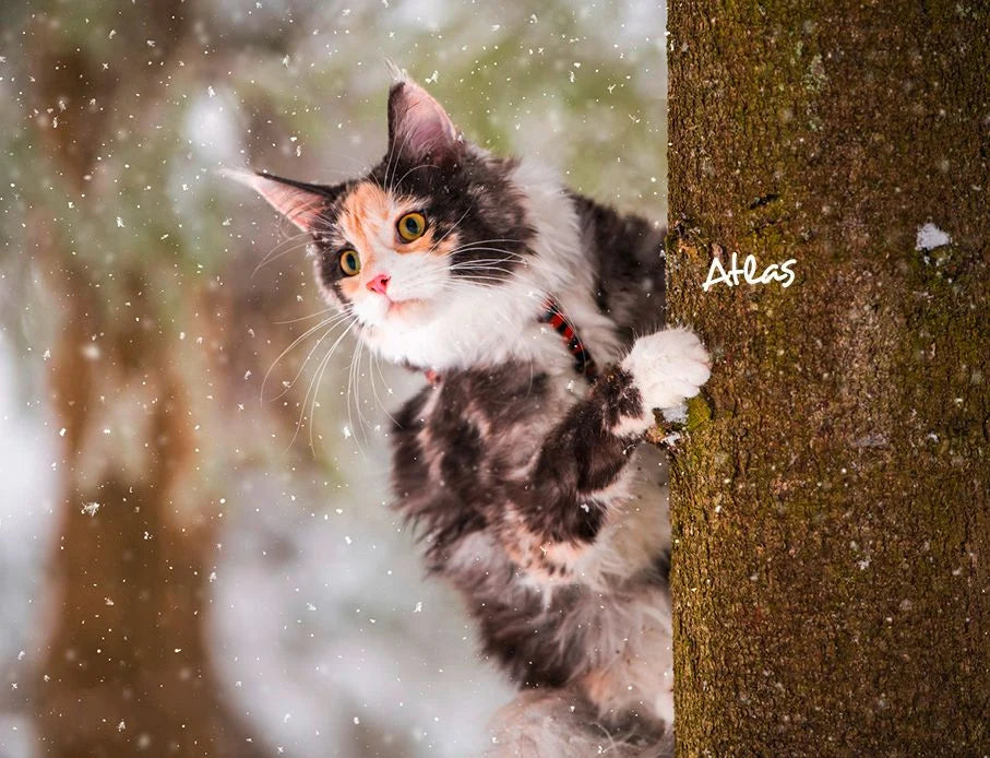 Katzen 2027 Eintragkalender – Ansicht