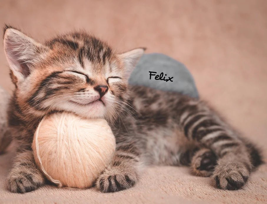 Katzen 2027 Eintragkalender – Ansicht