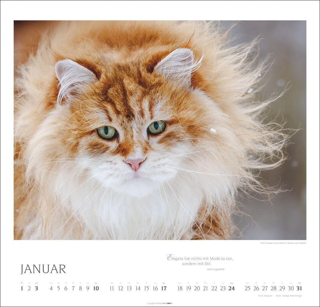 Katzen - Diven auf Samtpfoten Kalender 2027 - Diven auf Samtpfoten – Ansicht