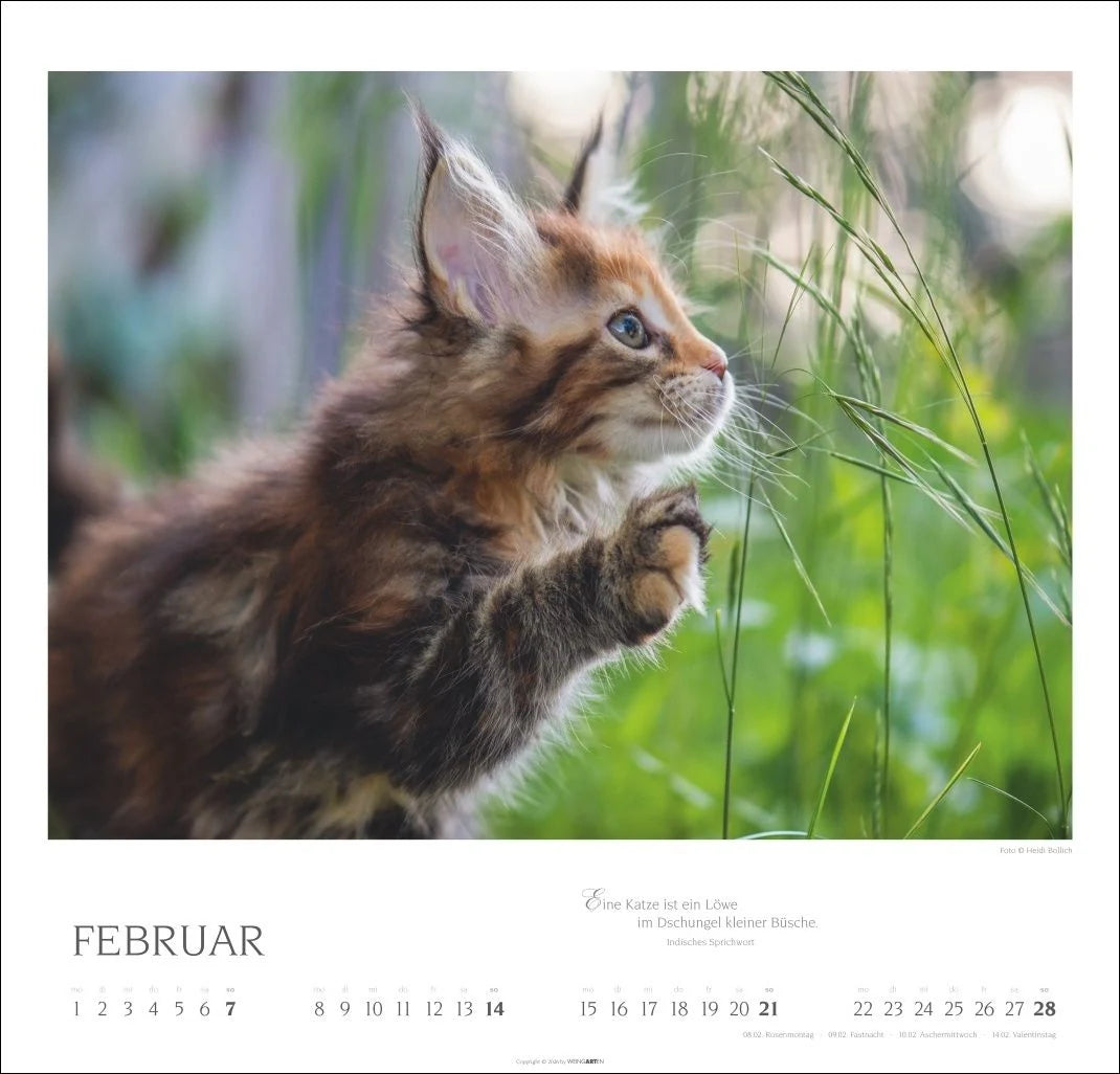 Katzen - Diven auf Samtpfoten Kalender 2027 - Diven auf Samtpfoten – Ansicht