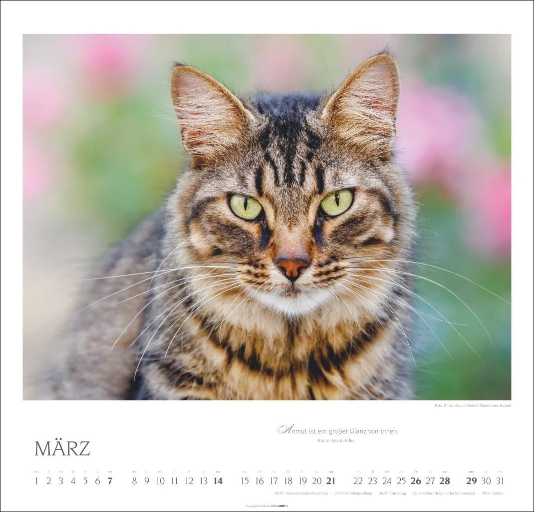 Katzen - Diven auf Samtpfoten Kalender 2027 - Diven auf Samtpfoten – Ansicht