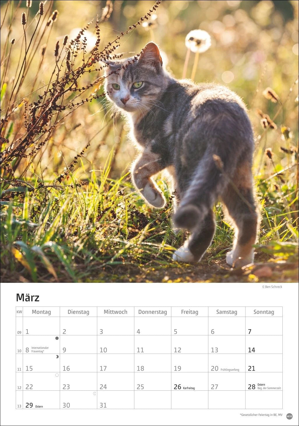 Katzen Kalender 2027 – Ansicht