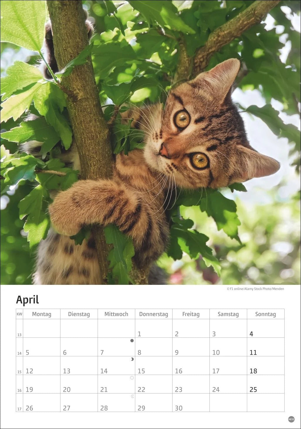 Katzen Kalender 2027 – Ansicht
