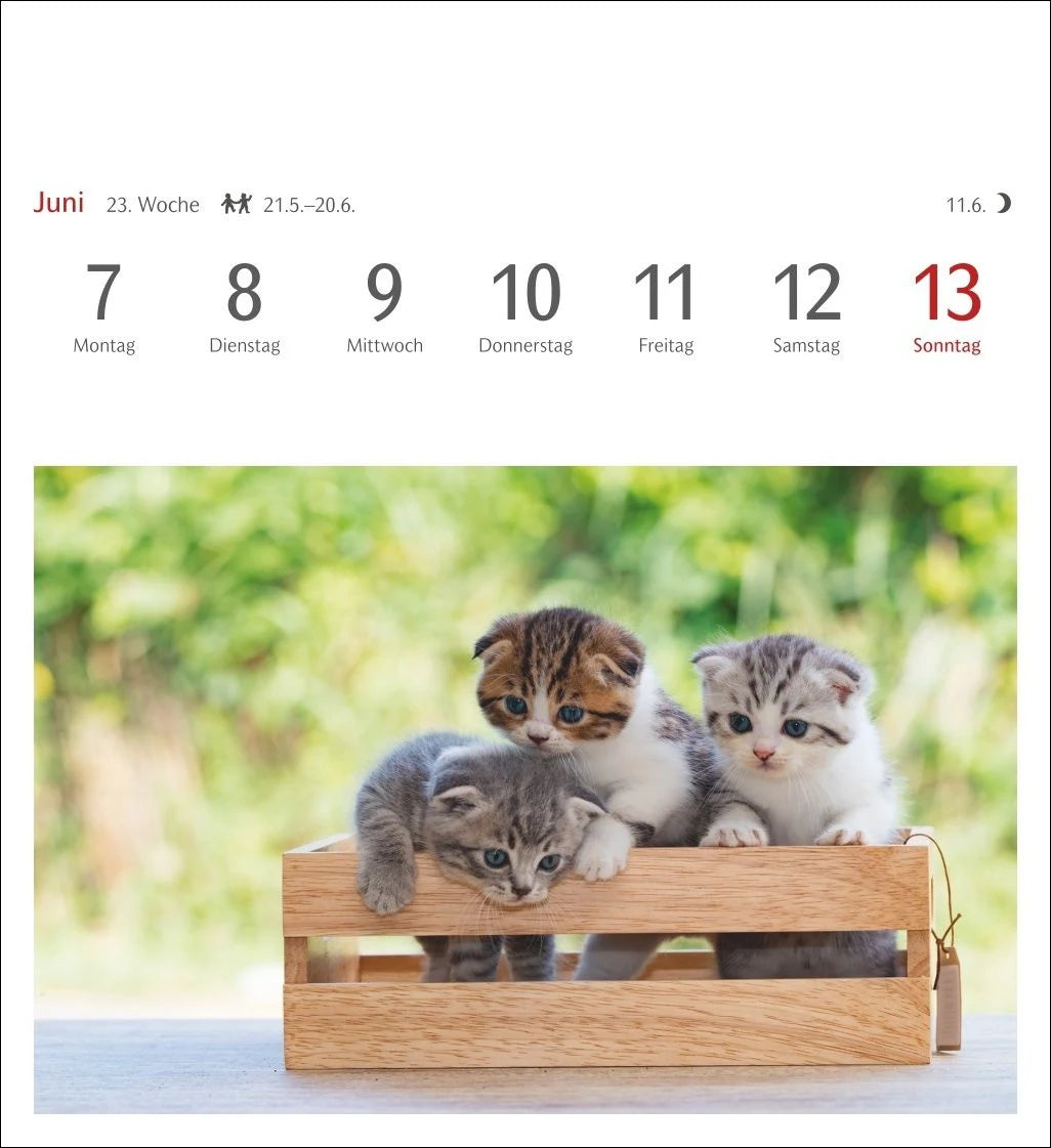 Katzen Postkartenkalender 2027 - Wochenkalender mit 53 Postkarten – Ansicht