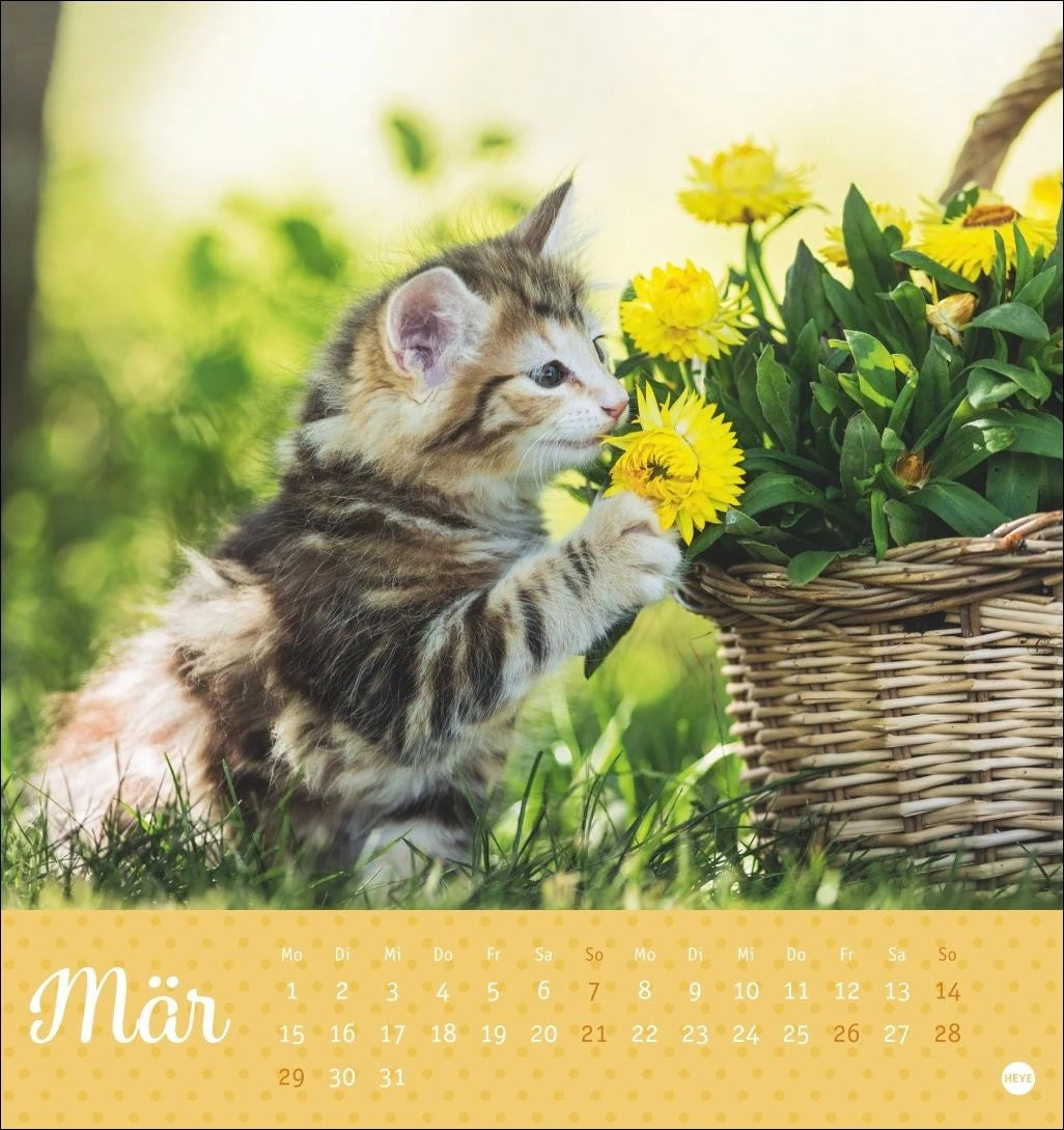 Katzen Postkartenkalender Kleine Tiger 2027 – Ansicht