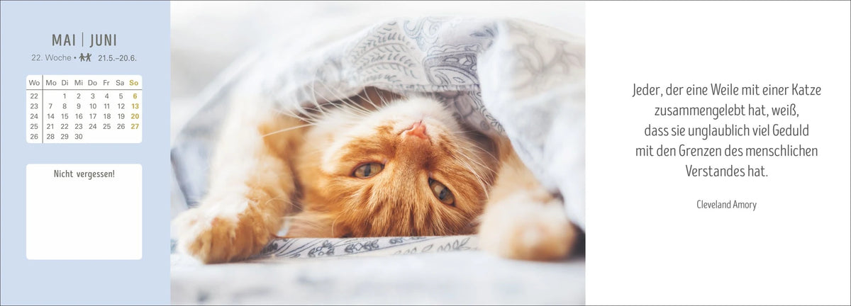 Katzen Premium-Tischplaner 2027 - Der literarische Wochenkalender mit Zitaten – Ansicht