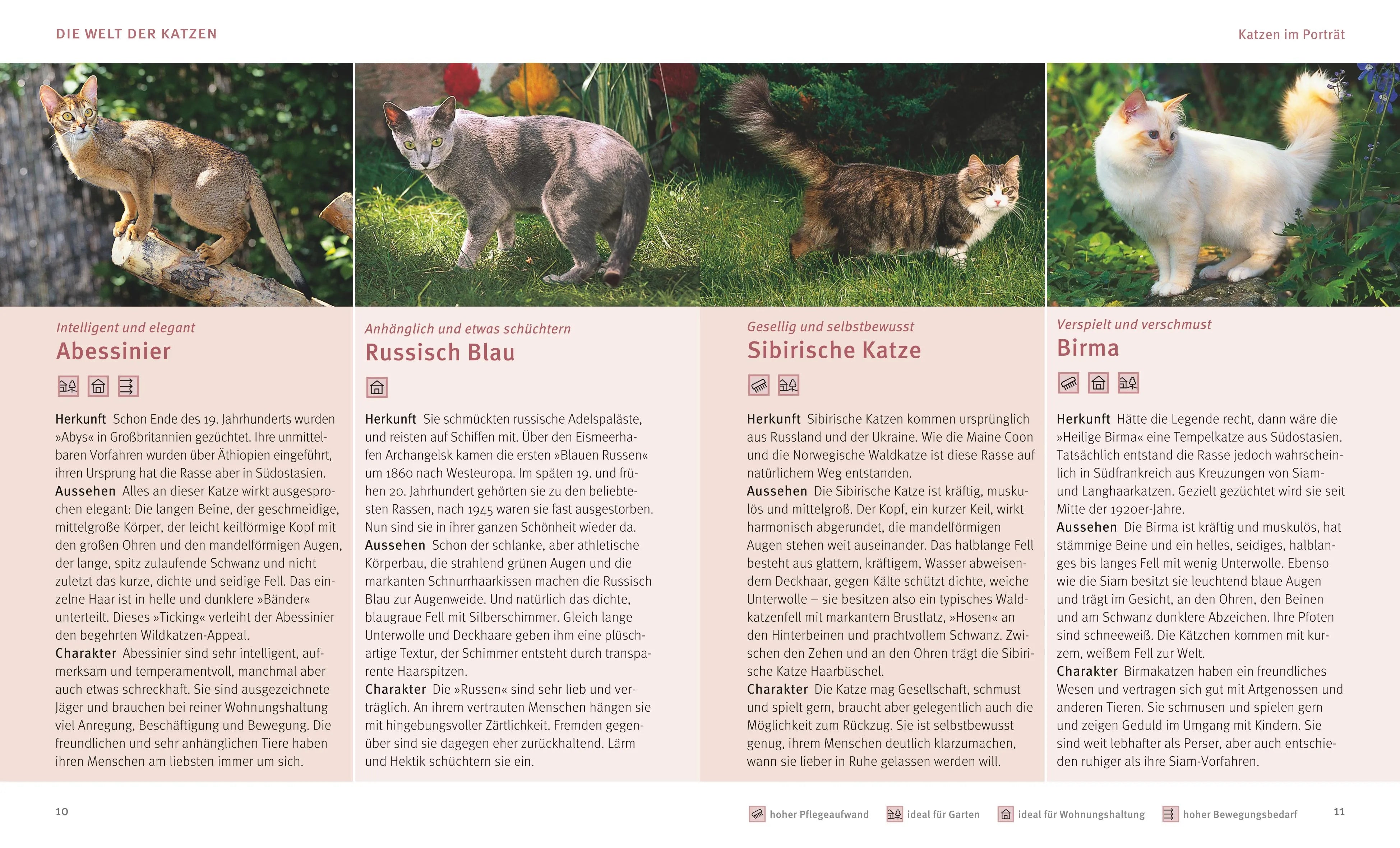 Brigitte Eilert-Overbeck - Katzen