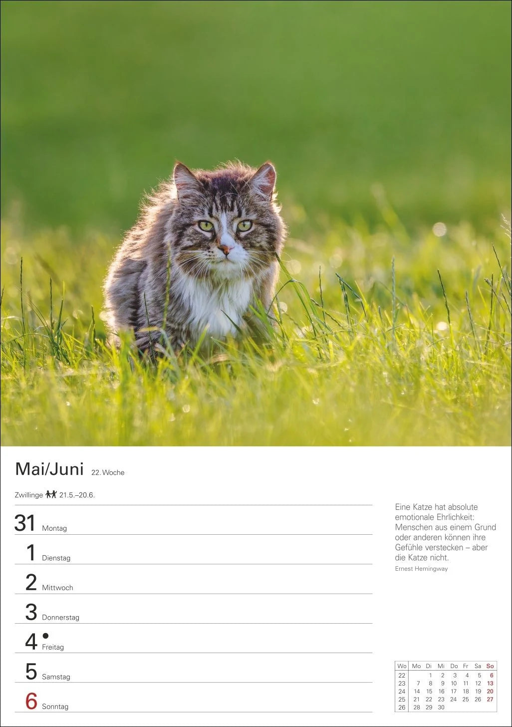 Katzen Wochenplaner 2027 - 53 faszinierende Fotografien – Ansicht