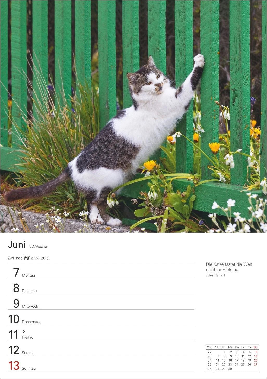 Katzen Wochenplaner 2027 - 53 faszinierende Fotografien – Ansicht