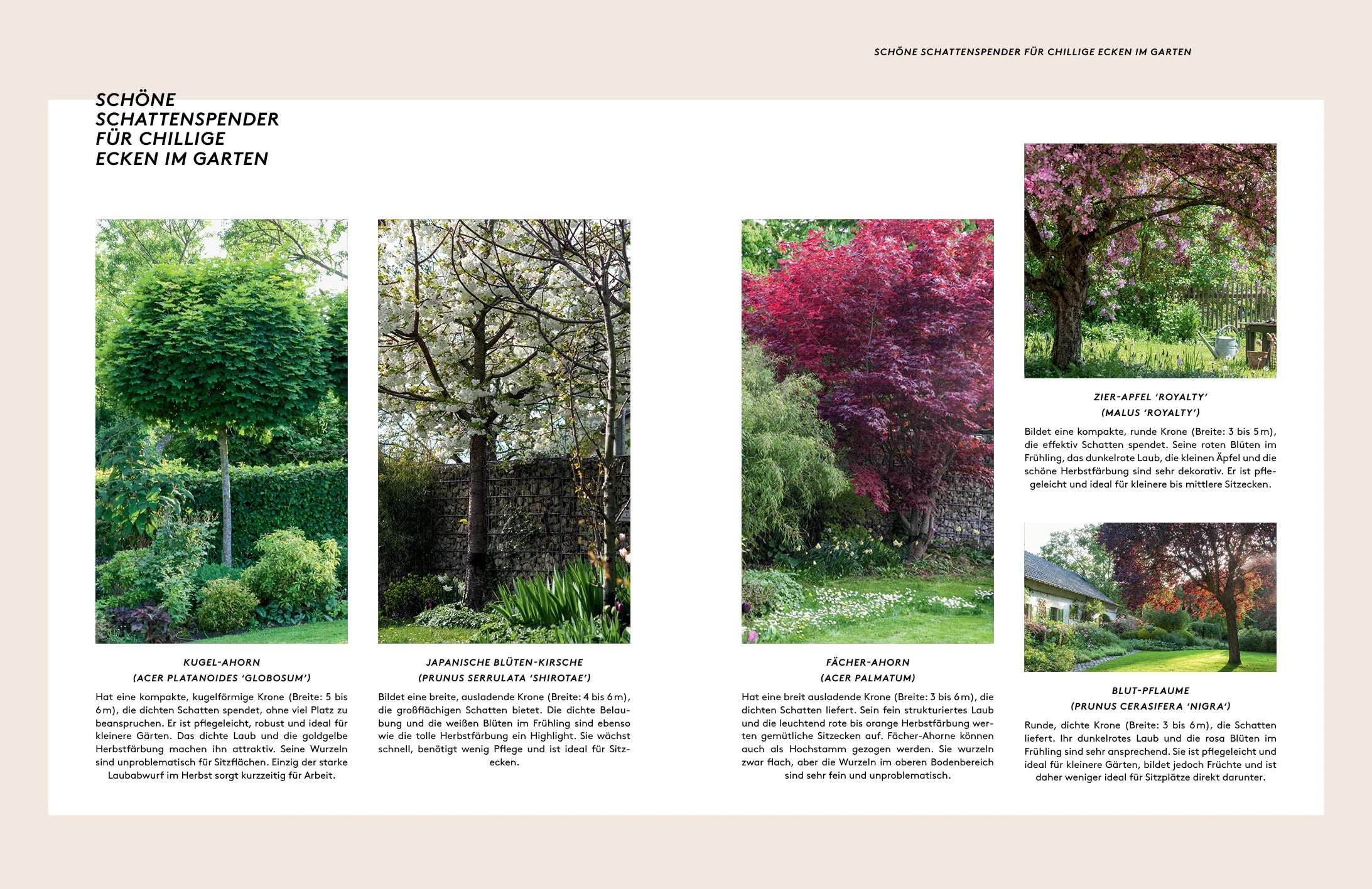 Detailansicht: Kleine Bäume für den Garten (Hardcover)