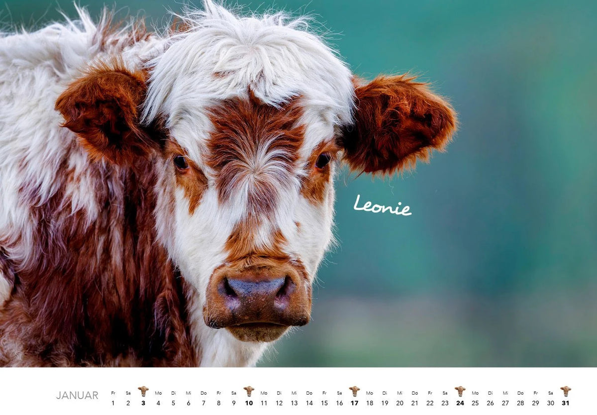 Kühe Kalender 2027 Wandkalender – Ansicht