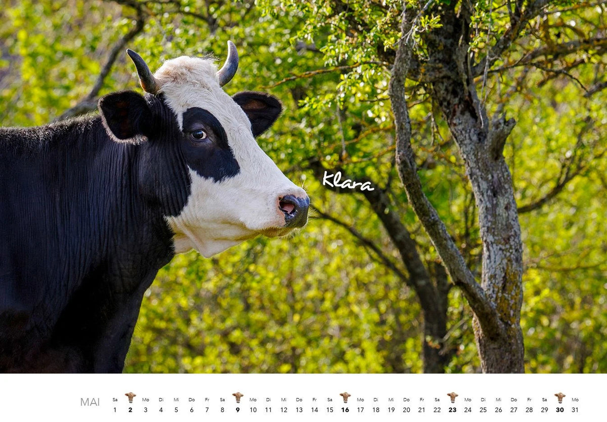 Kühe Kalender 2027 Wandkalender – Ansicht