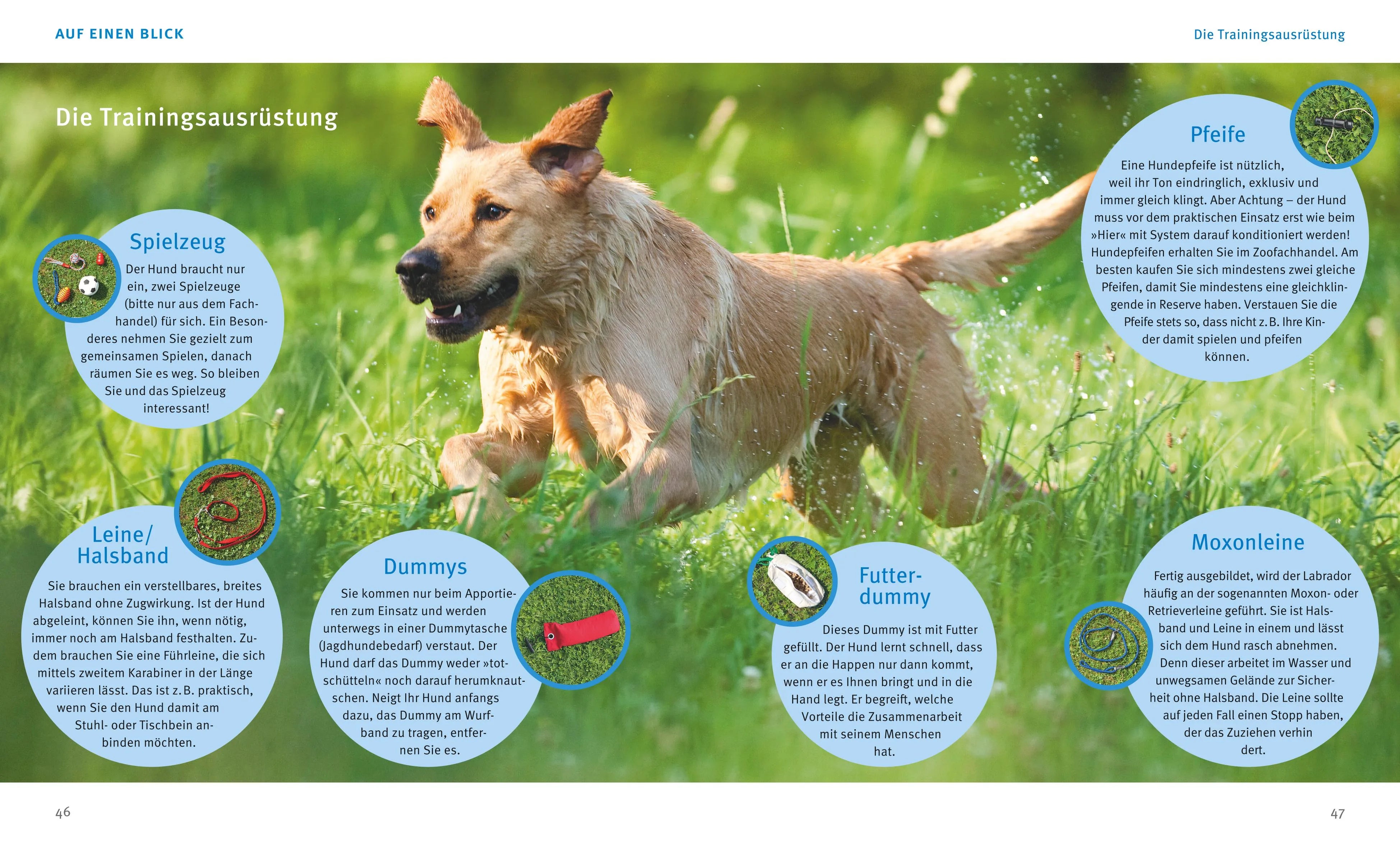 Abbildung von 'Labrador Retriever'