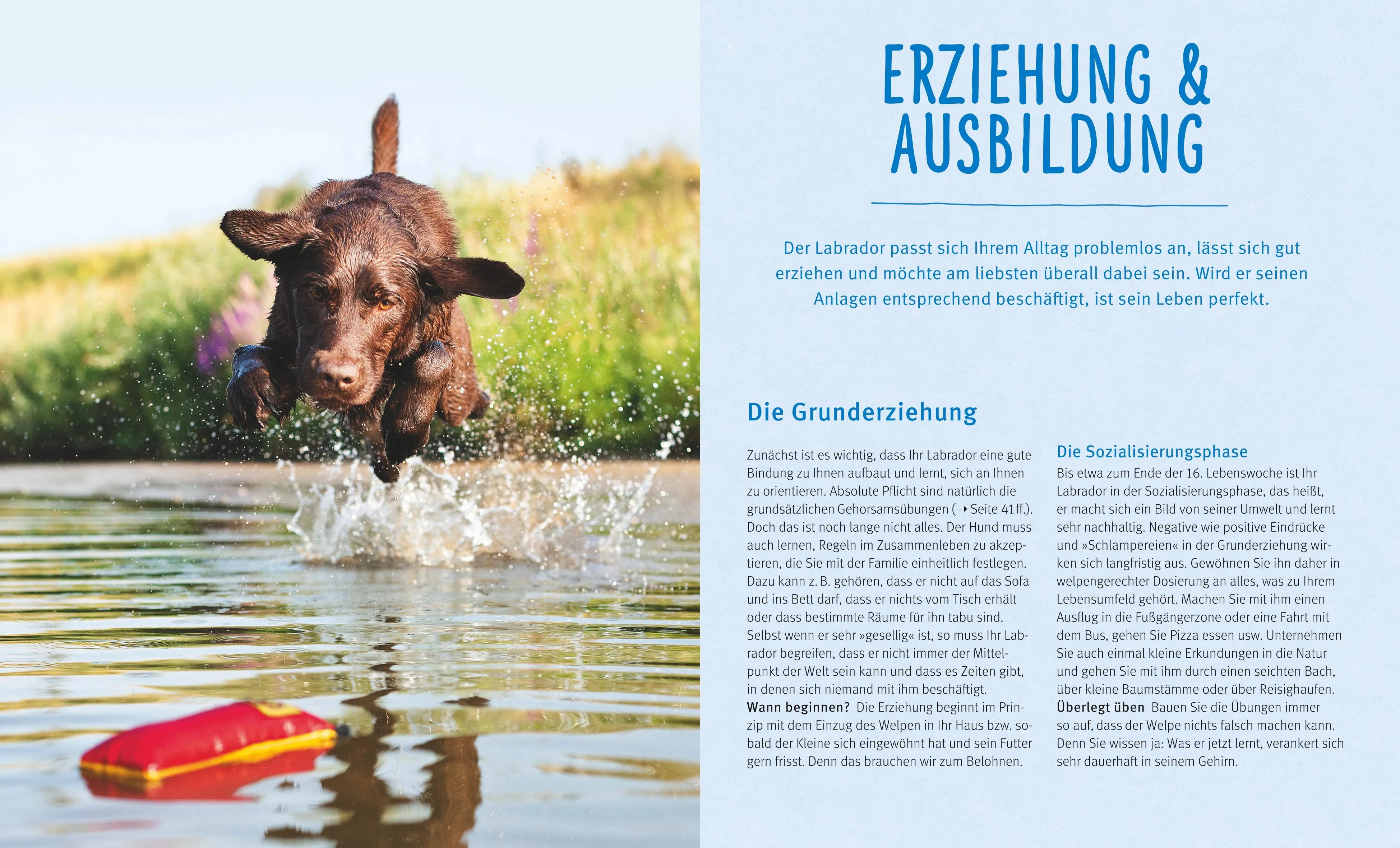 Produktansicht: Labrador Retriever (Taschenbuch)