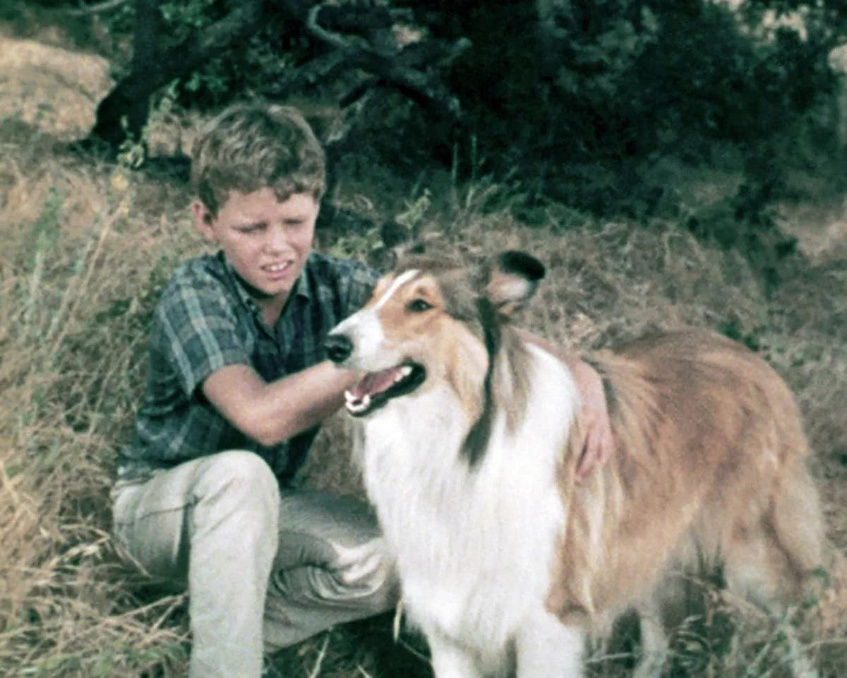 Filmszene 2 aus Lassie - Collector's Edition – DVD