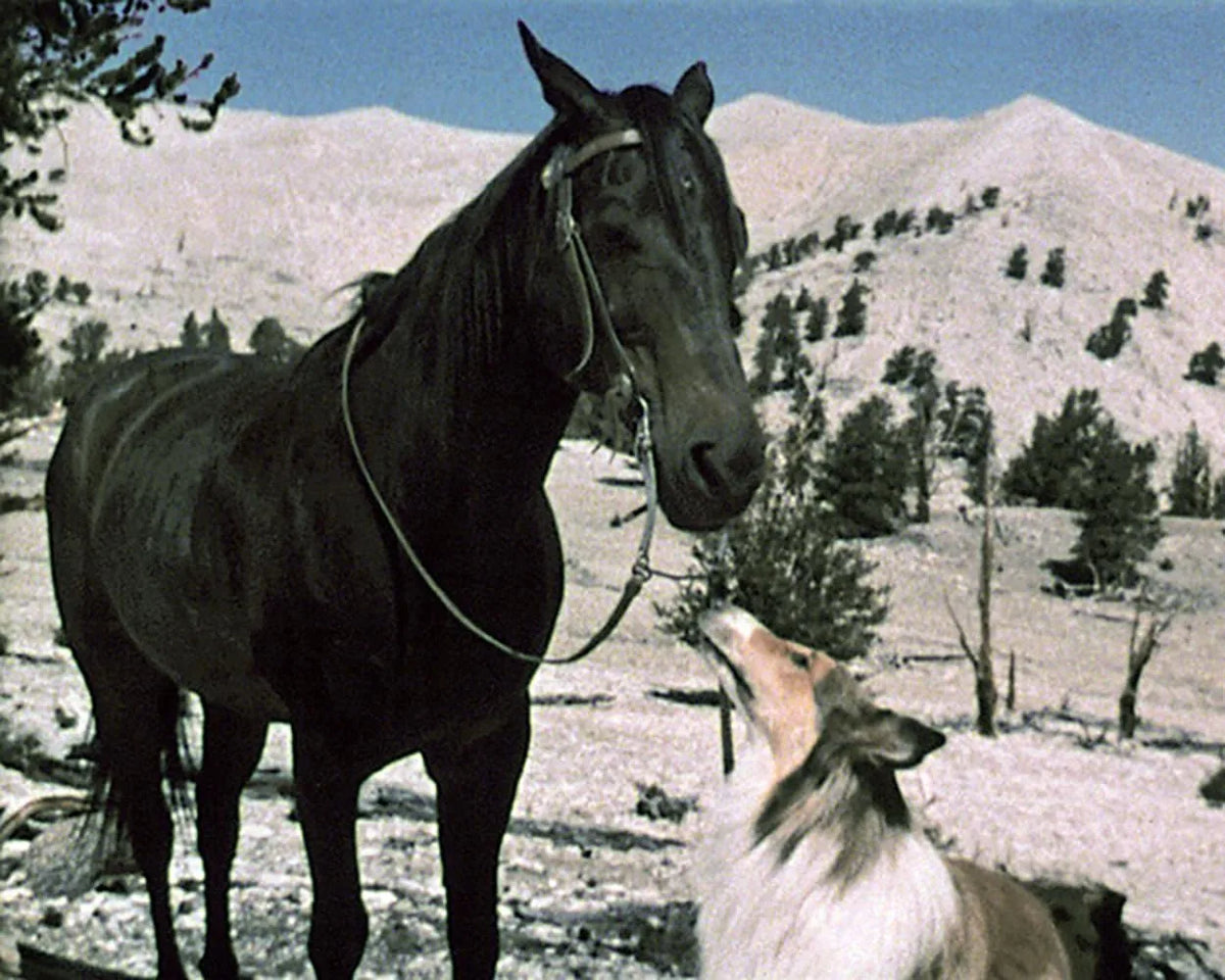 Filmszene 3 aus Lassie - Collector's Edition – DVD