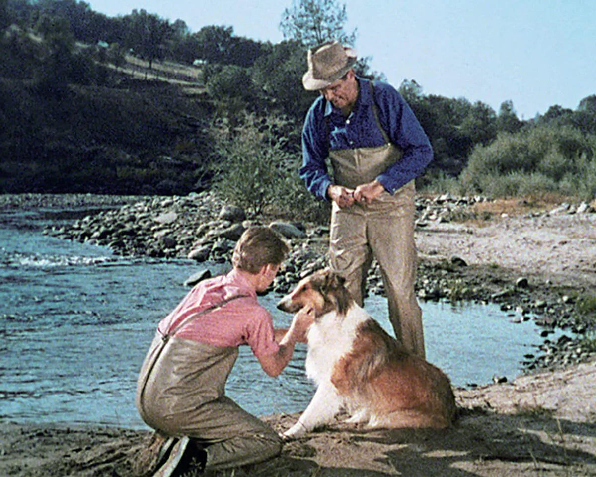 Filmszene 4 aus Lassie - Collector's Edition – DVD