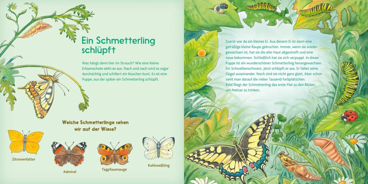 Detailansicht: LESEMAUS 196: Der kleine Marienkäfer und andere Tiere auf der Wiese (Taschenbuch)