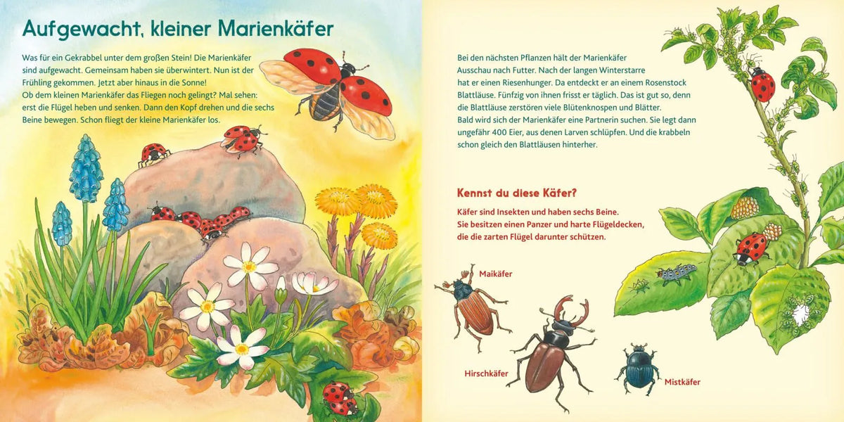 Detailansicht: LESEMAUS 196: Der kleine Marienkäfer und andere Tiere auf der Wiese (Taschenbuch)