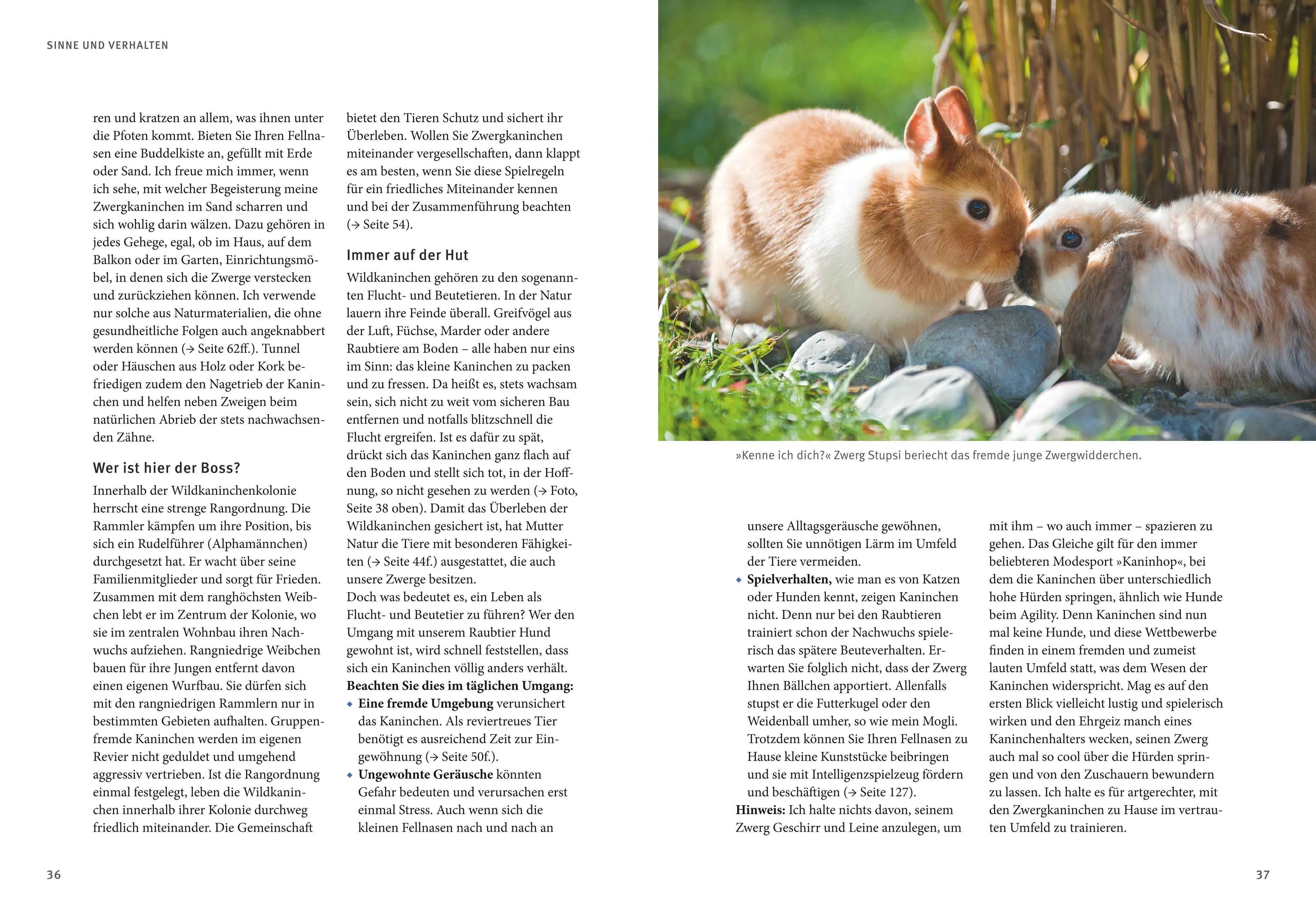 Produktansicht: Liebenswerte Zwergkaninchen (Taschenbuch)
