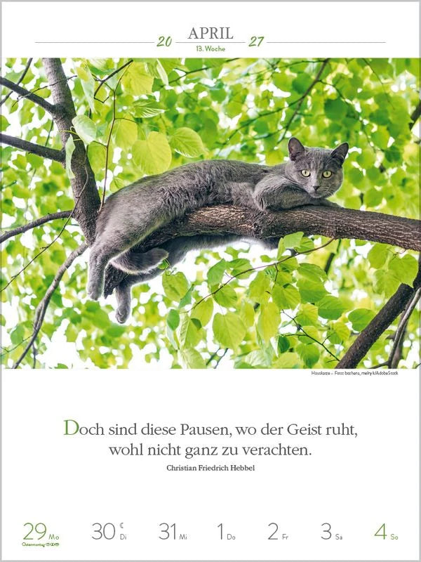 Literaturkalender Katzen 2027 – Ansicht