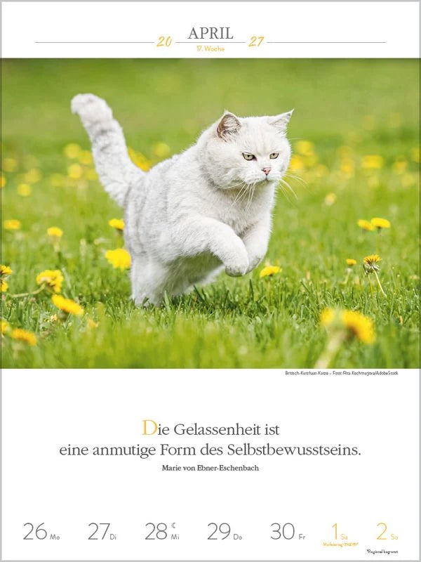 Literaturkalender Katzen 2027 – Ansicht