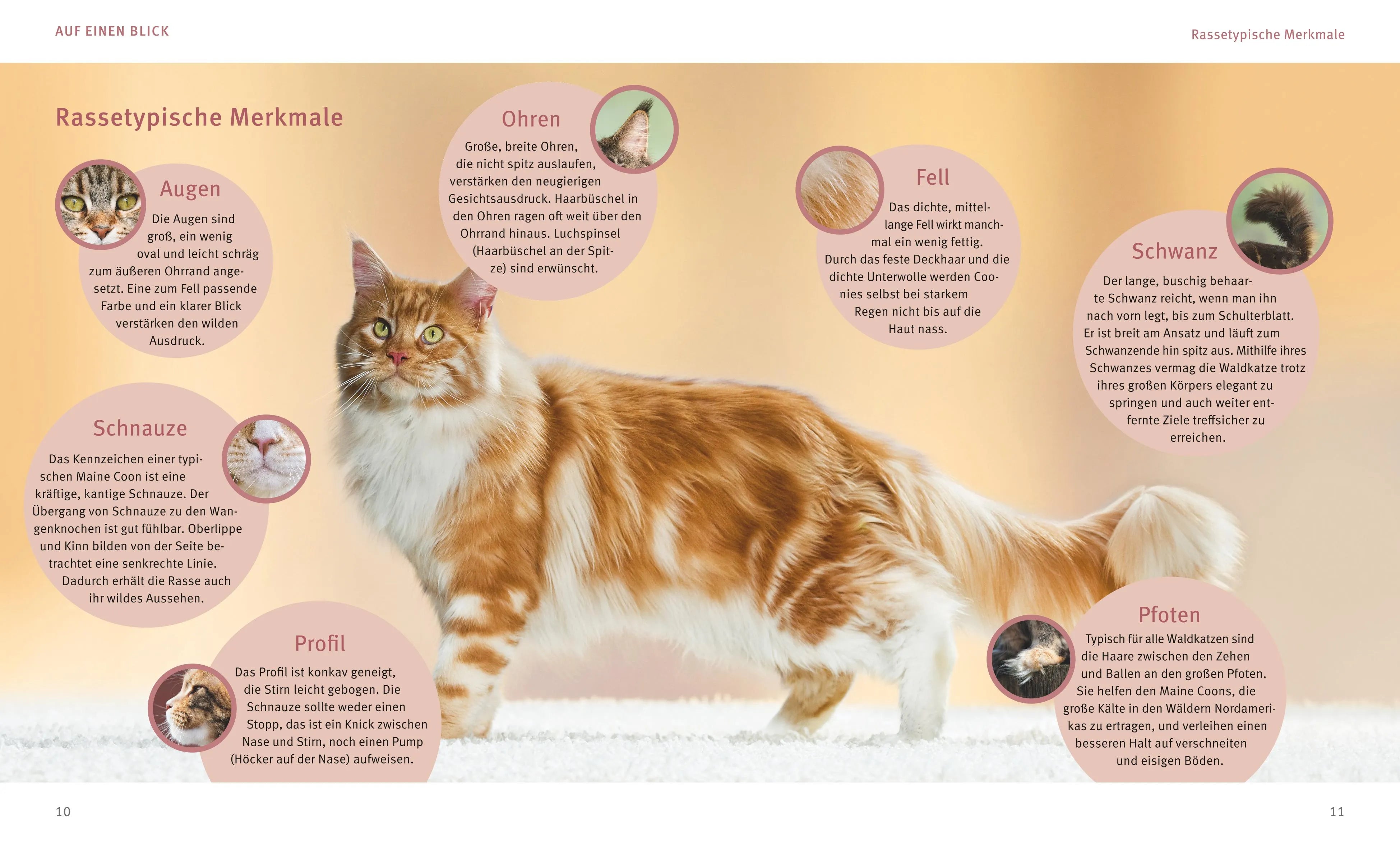 Produktansicht: Maine Coon (Taschenbuch)