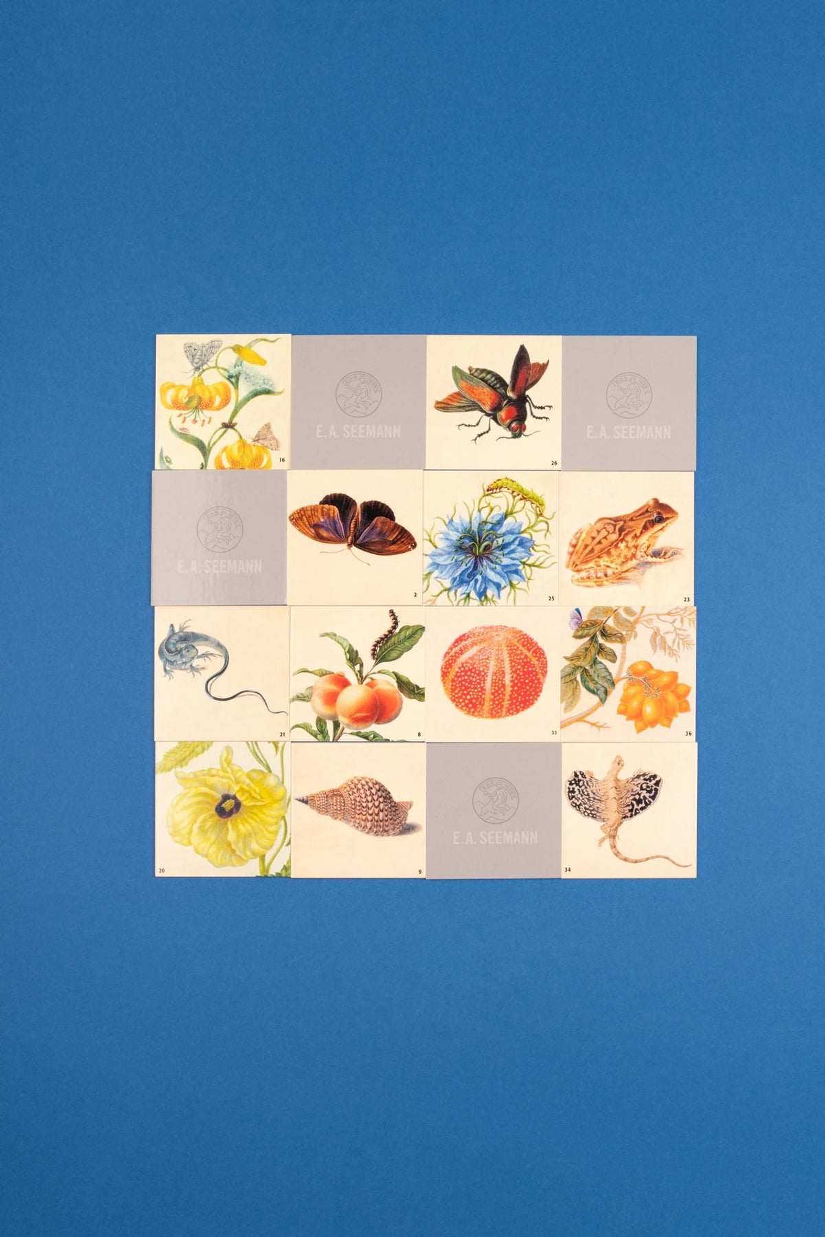 Maria Sibylla Merian. Memo – Ansicht