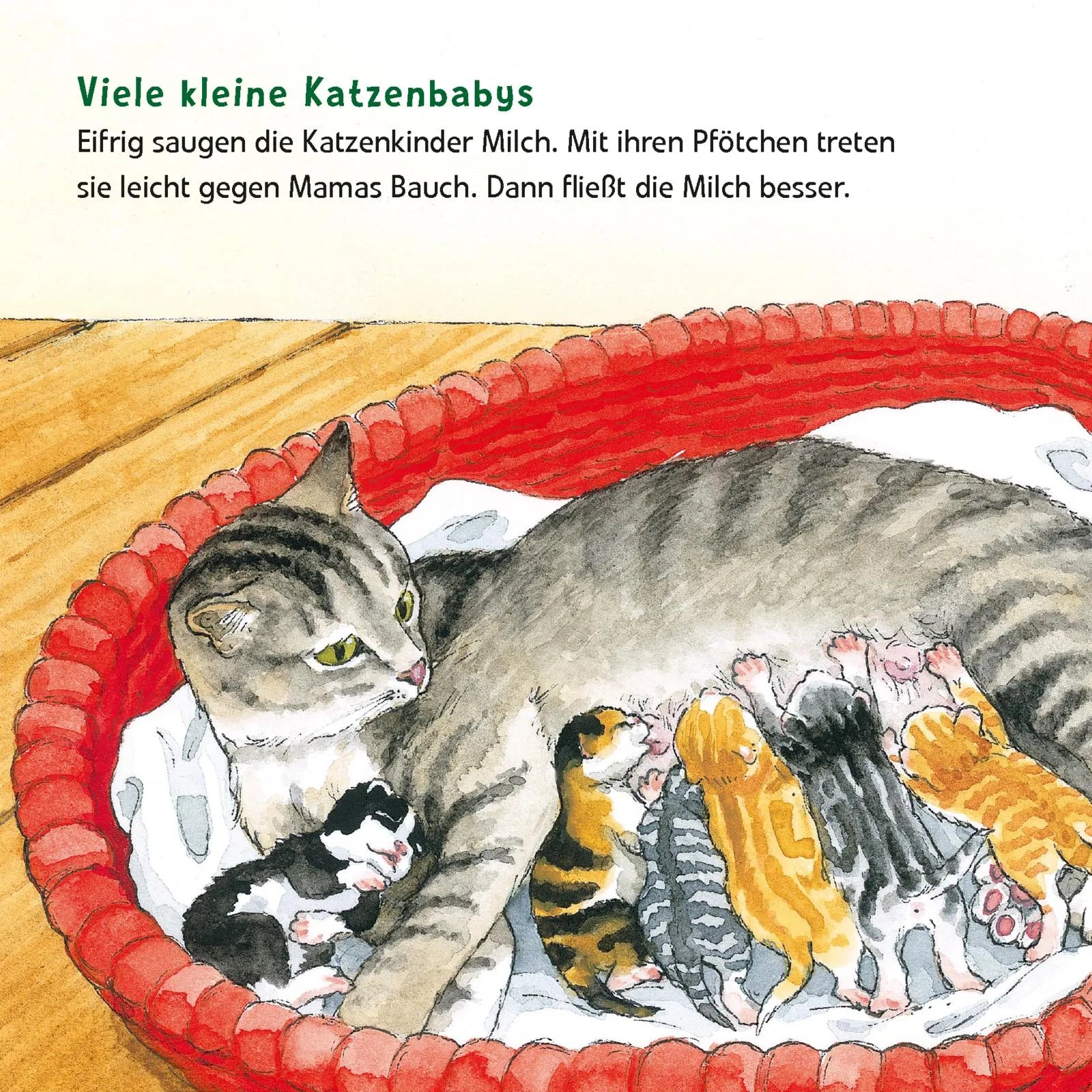 Produktansicht: Maxi Pixi 463: Entdecke die Tierkinder (Taschenbuch)
