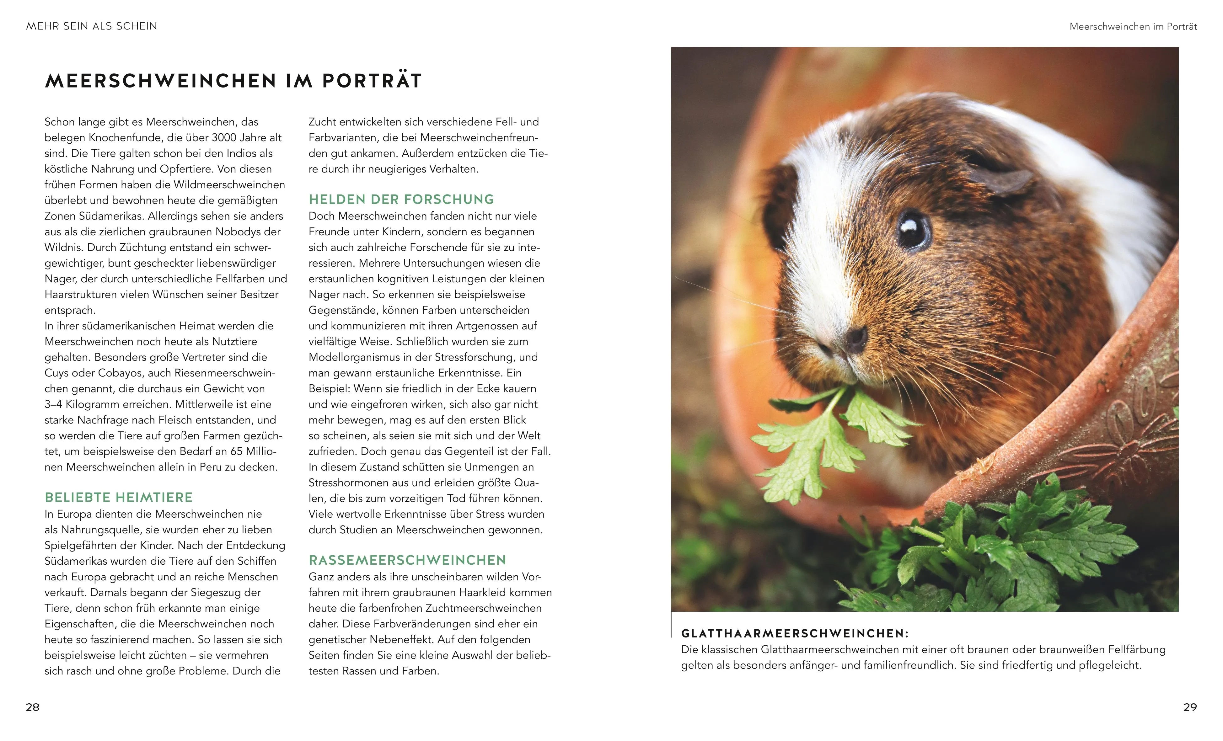 Abbildung von 'Meerschweinchen'