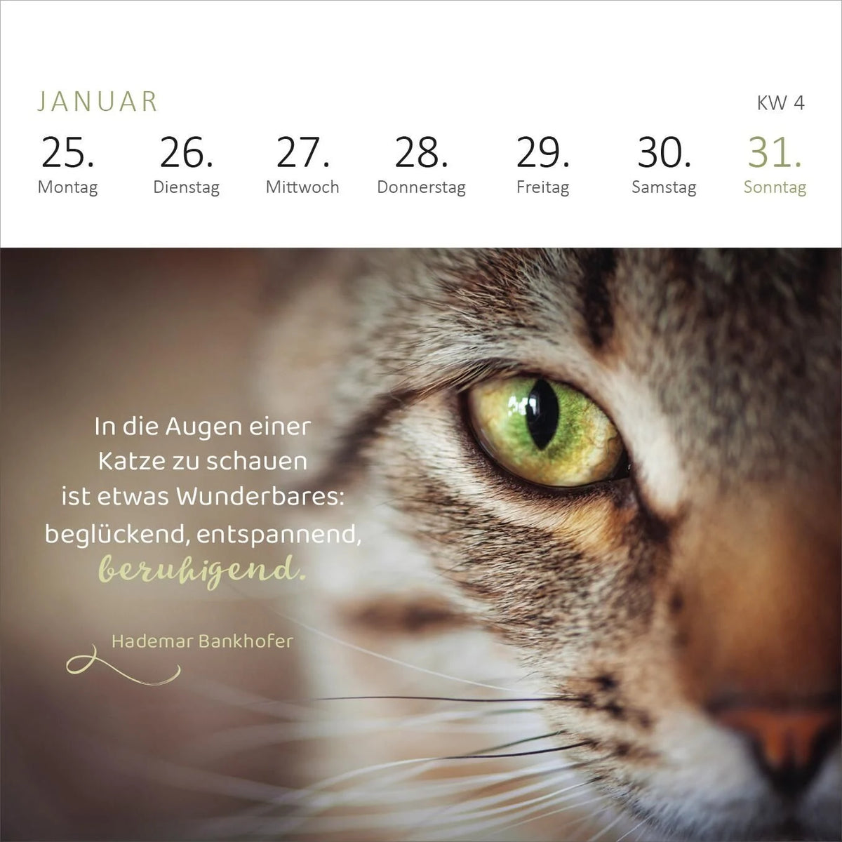 Mini-Wochenkalender Katzenweisheiten 2027 – Ansicht