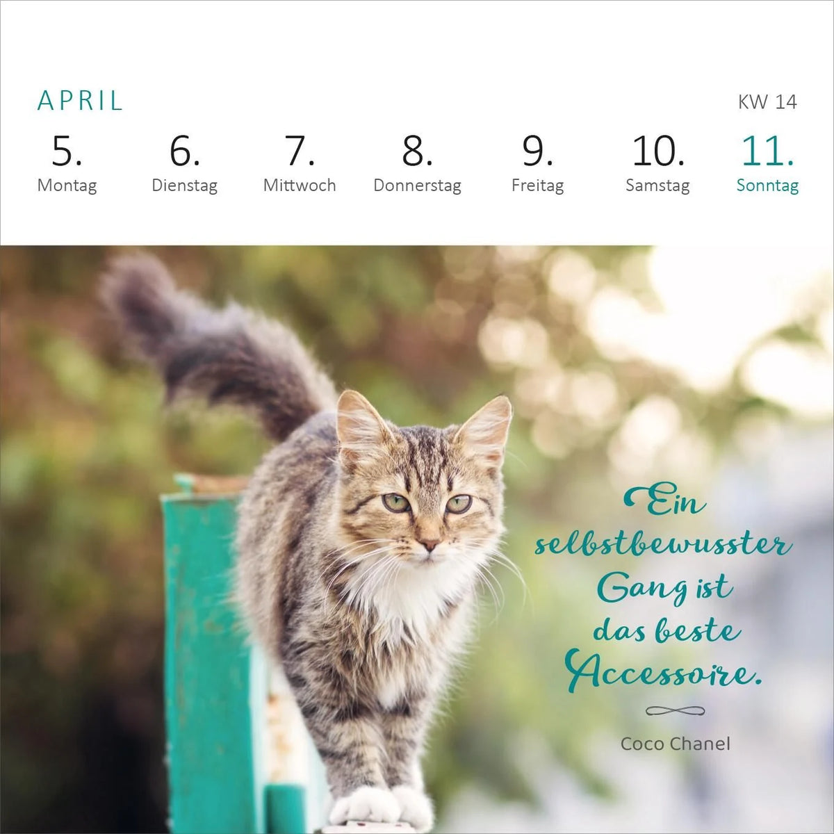 Mini-Wochenkalender Katzenweisheiten 2027 – Ansicht