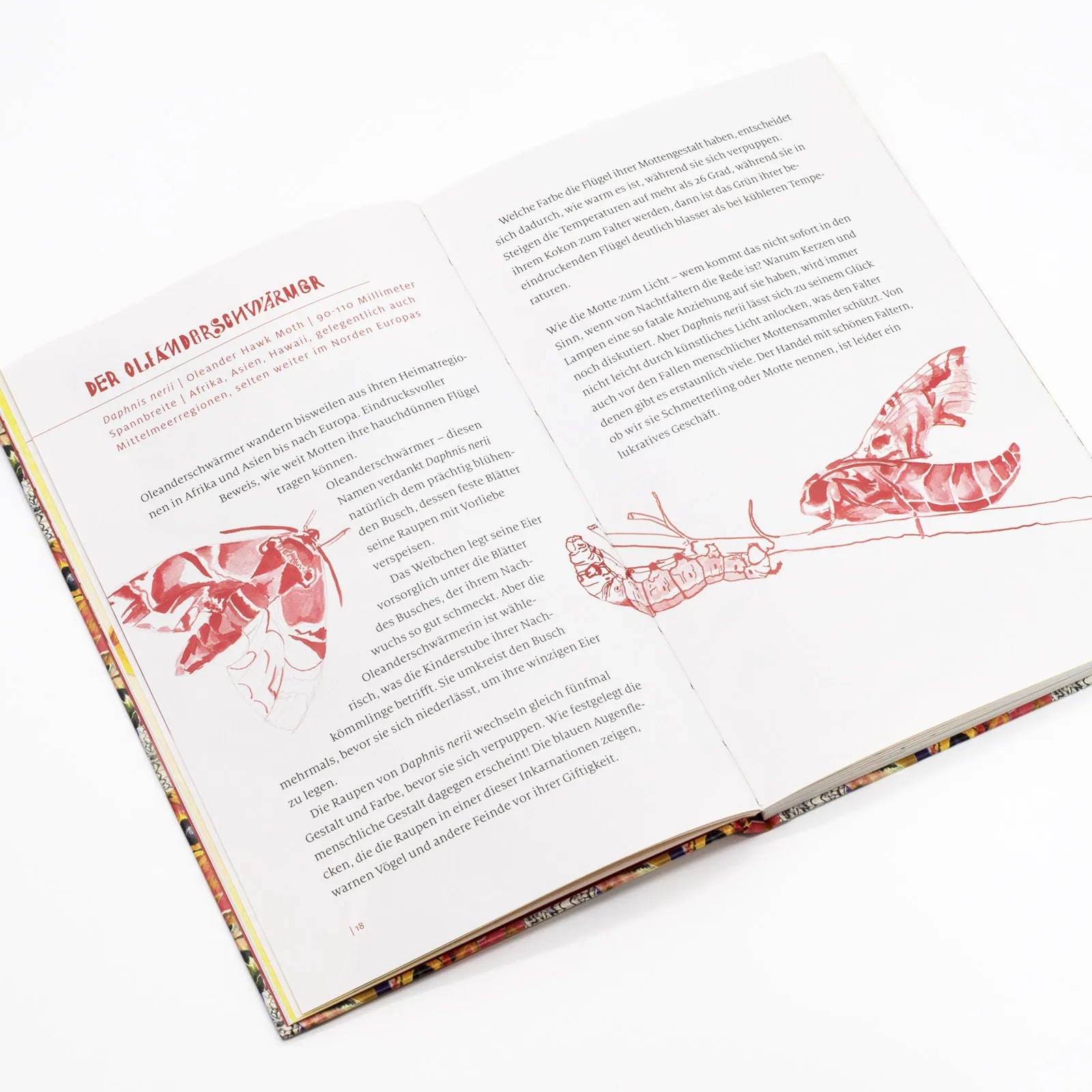 Detailansicht: Nachtfalter (Hardcover)