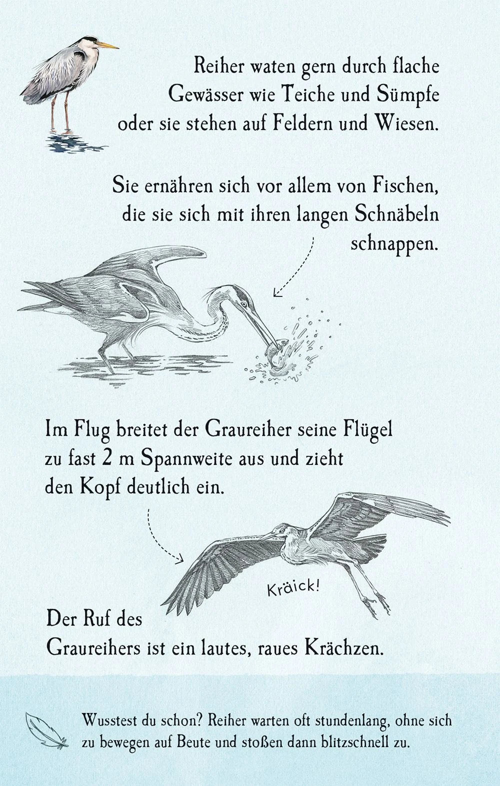 Natur-Entdecker-Karten: Unsere heimischen Vögel – Ansicht