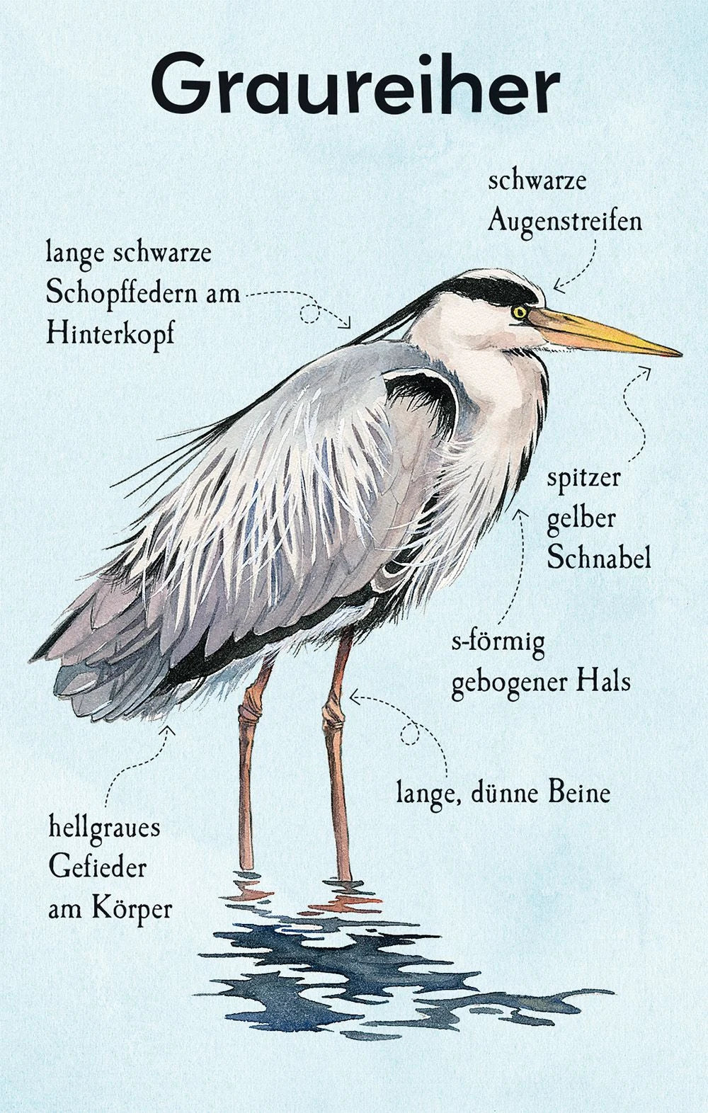 Natur-Entdecker-Karten: Unsere heimischen Vögel – Ansicht