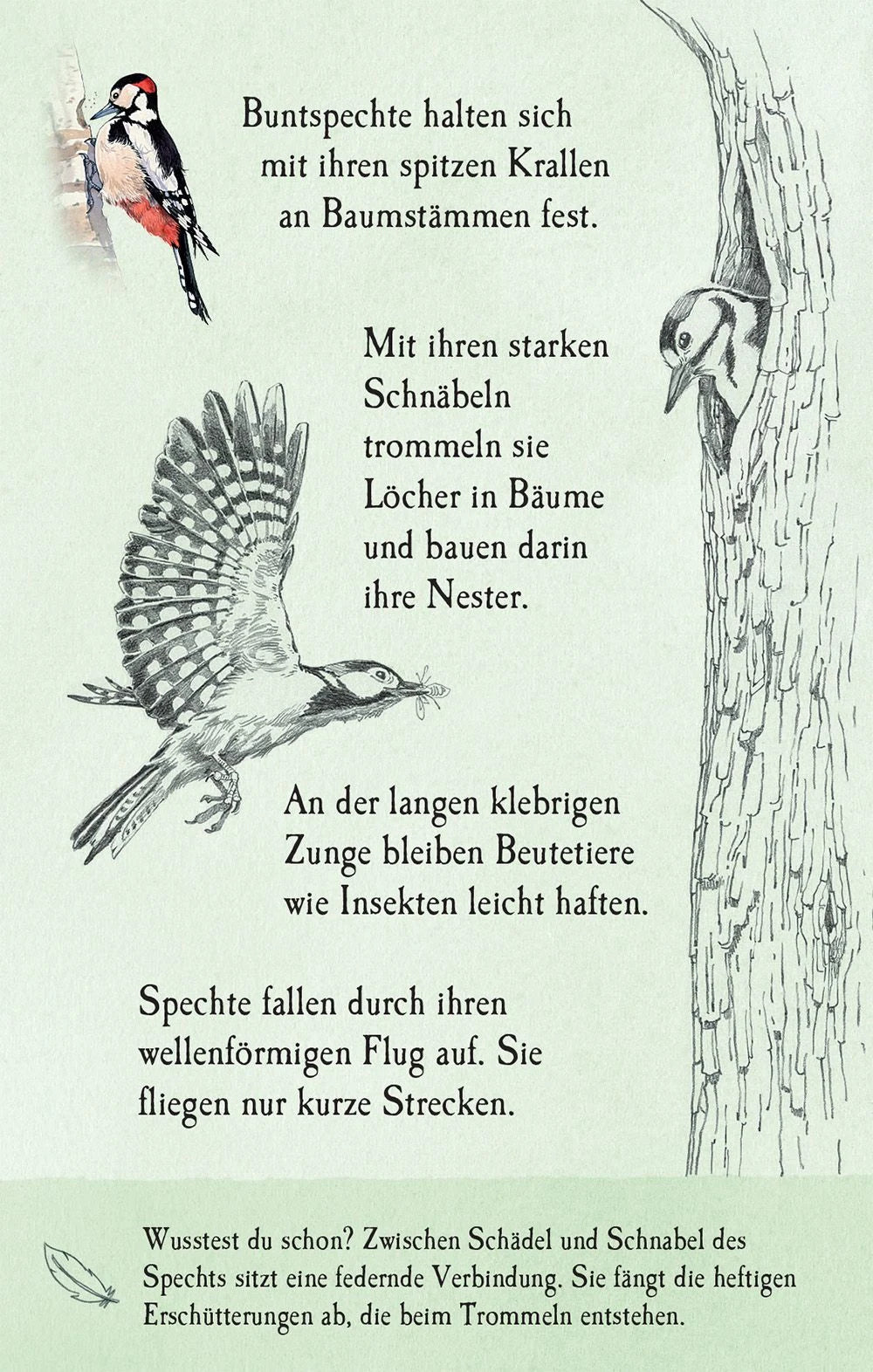 Natur-Entdecker-Karten: Unsere heimischen Vögel – Ansicht