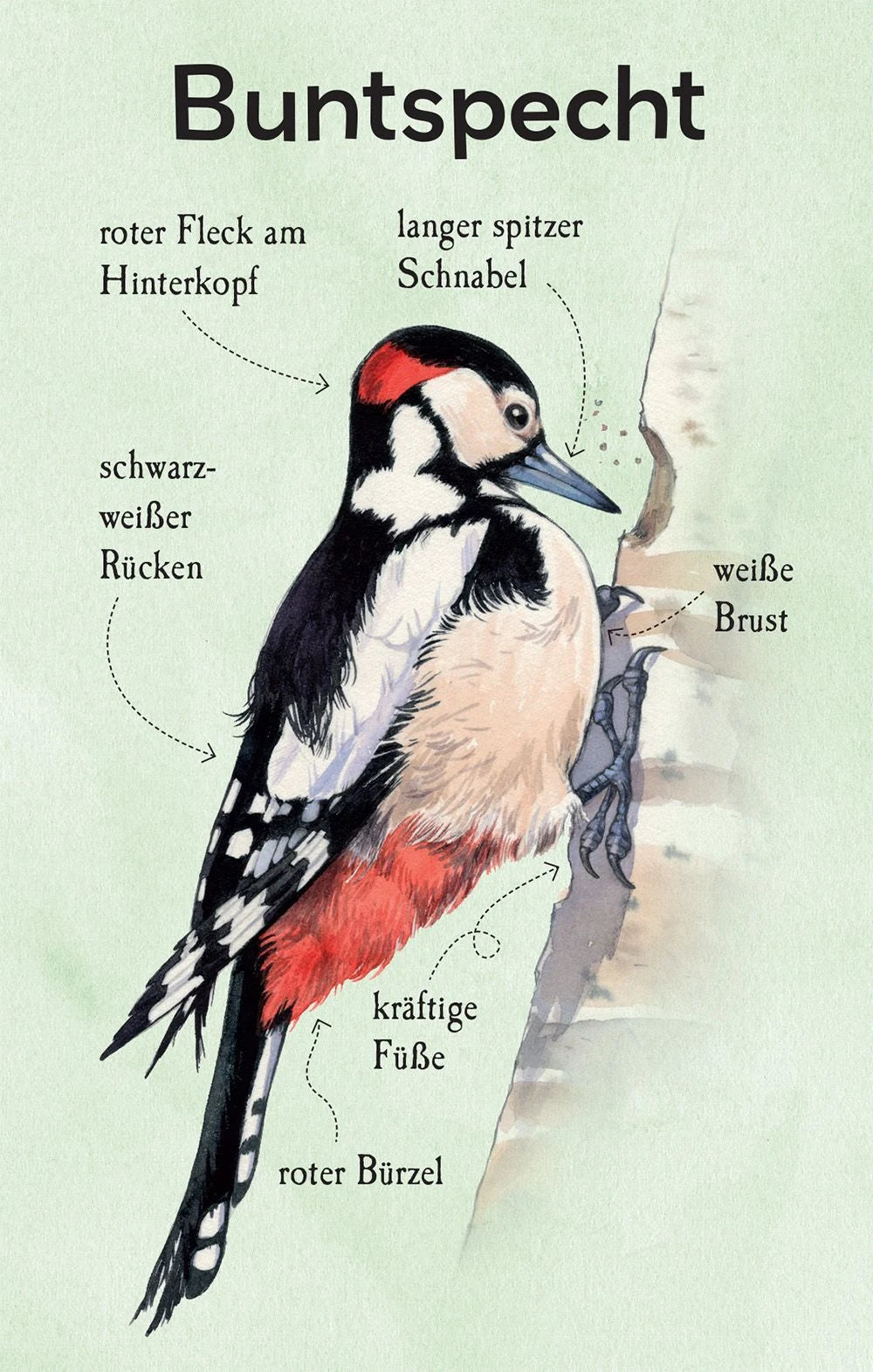 Natur-Entdecker-Karten: Unsere heimischen Vögel – Ansicht