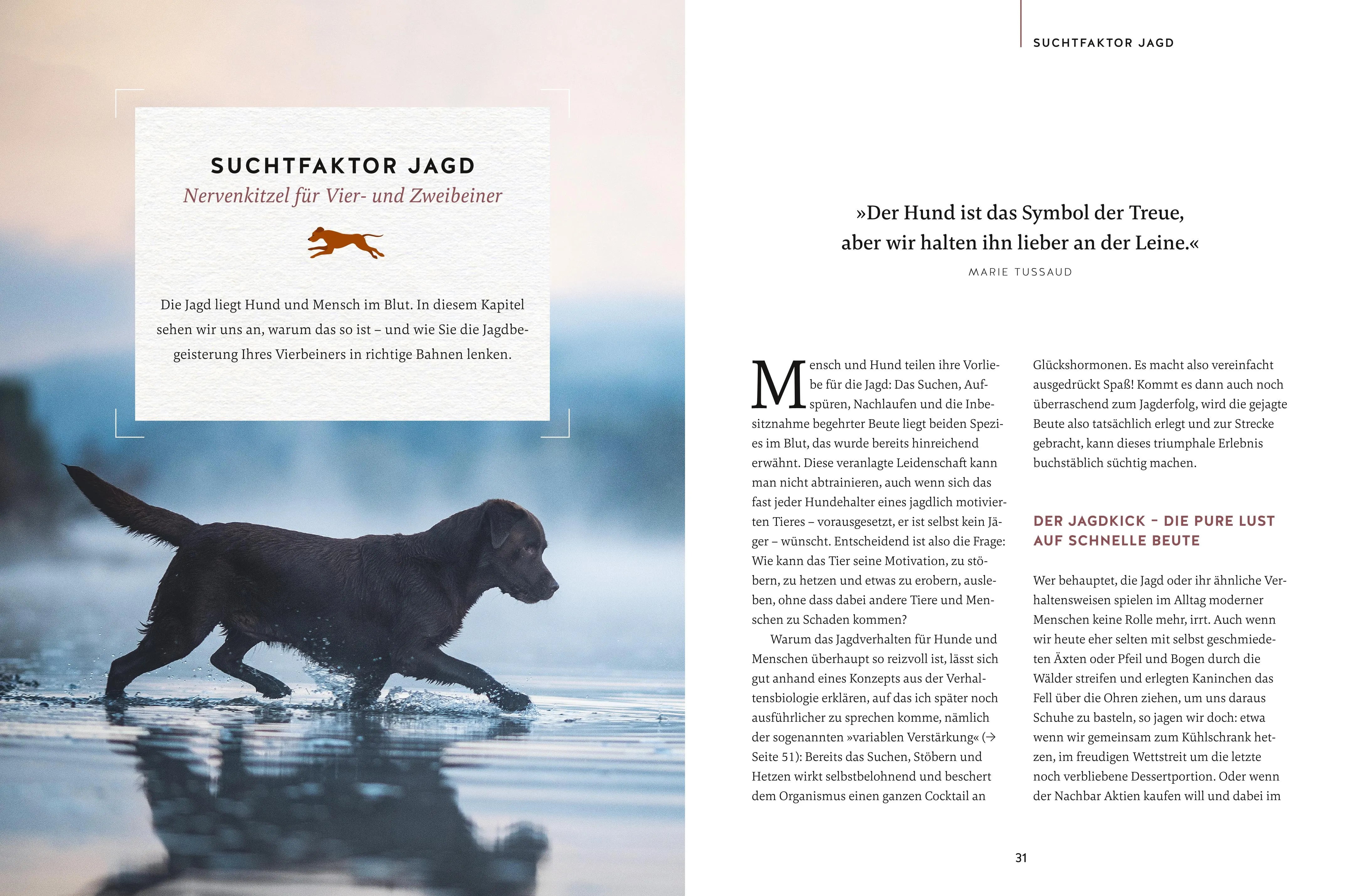 Abbildung von 'Nie mehr Stress mit meinem jagenden Hund'