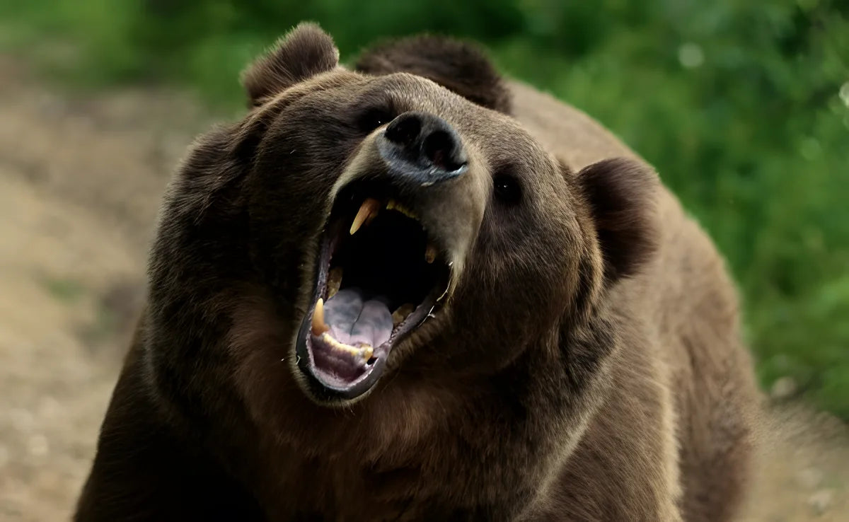 Filmszene 1 aus No Escape - Grizzly Night – DVD. Regie: Burke Doeren