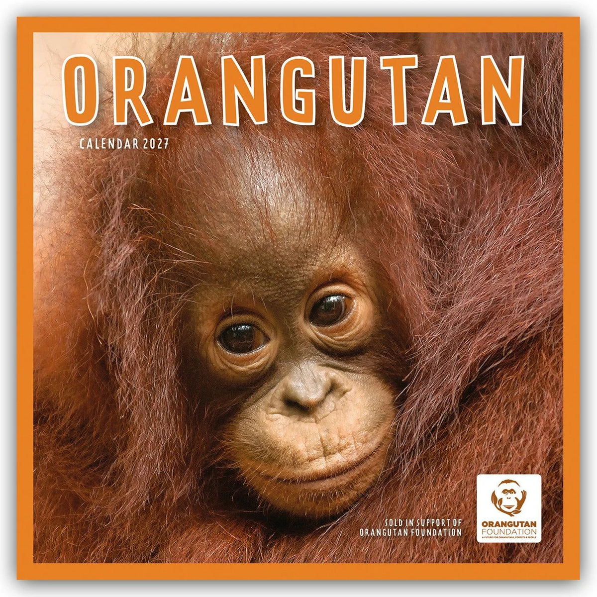 Wandkalender: Orangutan – Orang-Utan 2027 – Wand-Kalender